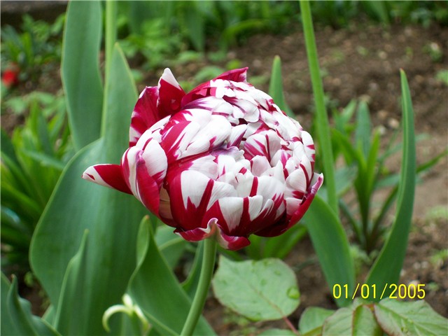 Tulipani